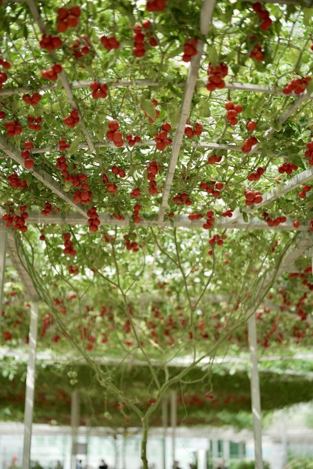 弘益配资 “上树”的番茄 “飞天”的西瓜！蔬菜也玩“低空”经济