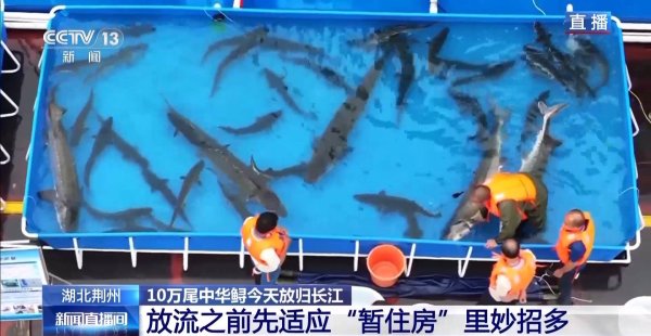 金富宝配资 10万尾中华鲟今日放归长江 看&ldquo;水中国宝&rdquo;如何养大